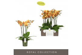 Phalaenopsis oranje Impresso Letizia - 4 tak, 40+ bloem