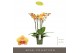 Phalaenopsis oranje Impresso Letizia - 4 tak, 40+ bloem 