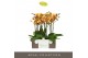 Phalaenopsis oranje Impresso Letizia - 4 tak, 40+ bloem 