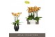 Phalaenopsis oranje Impresso Letizia - 4 tak, 40+ bloem - Abruzzo Blac 