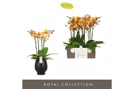 Phalaenopsis oranje Impresso Letizia - 4 tak, 40+ bloem - Abruzzo Blac