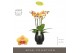 Phalaenopsis oranje Impresso Letizia - 4 tak, 40+ bloem - Abruzzo Blac 
