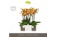 Phalaenopsis oranje Impresso Letizia - 4 tak, 40+ bloem - Abruzzo Blac 