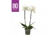 Phalaenopsis wit BO - King White - 80cm - 2 tak ,13+ bloem 