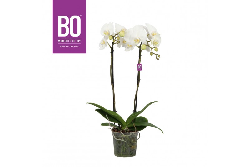 Phalaenopsis wit BO - King White - 80cm - 2 tak ,13+ bloem Phalaenopsis wit BO - King White - 80cm - 2 tak ,13+ bloem