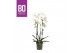 Phalaenopsis wit BO - Cascade White - 2 tak, 14+ bloem 