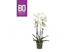 Phalaenopsis wit BO - Cascade White - 2 tak, 14+ bloem