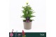 Leucanthemum banana cream 
