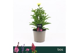 Leucanthemum banana cream