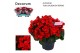 Begonia (elatior grp) betulia red outdoor Decorum 