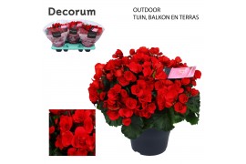 Begonia (elatior grp) betulia red outdoor Decorum