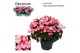 Begonia (elatior grp) betulia candy Decorum 