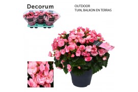Begonia (elatior grp) betulia candy Decorum