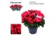 Begonia (elatior grp) betulia bright pink Decorum 