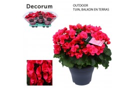 Begonia (elatior grp) betulia bright pink Decorum