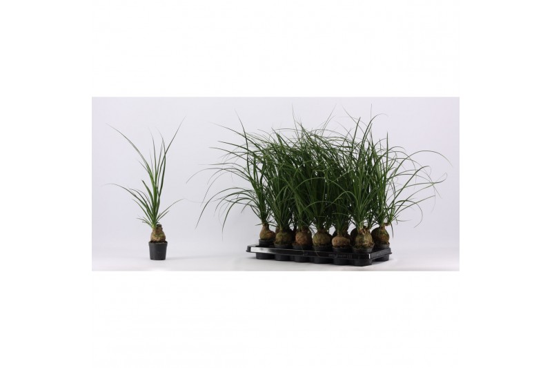 Beaucarnea recurvata 1 kop 
