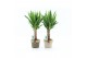 Yucca 25cm hout 3+ kop in noah deluxe 
