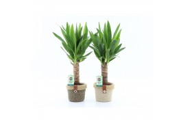 Yucca 25cm hout 3+ kop in noah deluxe