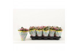 Kalanchoe rosalina don geraldo Catchy Season paars