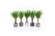 Yucca 25cm Enkel Stam, 3+ Kop - Classic Stone 