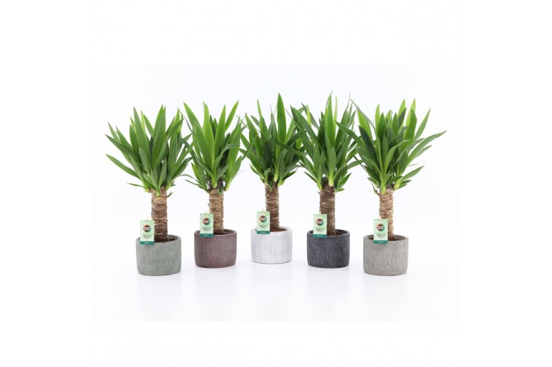 Yucca 25cm Enkel Stam, 3+ Kop - Classic Stone Yucca 25cm Enkel Stam, 3+ Kop - Classic Stone