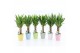 Yucca 25cm Enkel Stam, 3+ Kop - Pastel Keramiek 