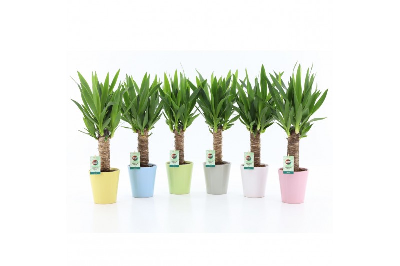 Yucca 25cm Enkel Stam, 3+ Kop - Pastel Keramiek Yucca 25cm Enkel Stam, 3+ Kop - Pastel Keramiek