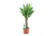 Yucca 25cm Enkel Stam, 3+ Kop 