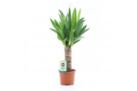 Yucca 25cm Enkel Stam, 3+ Kop