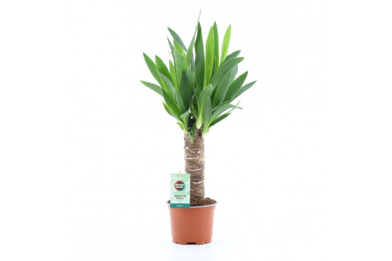 Yucca 25cm Enkel Stam, 3+ Kop 