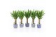 Yucca 25cm Enkel Stam, 3+ Kop - Delft-Blue Keramiek 