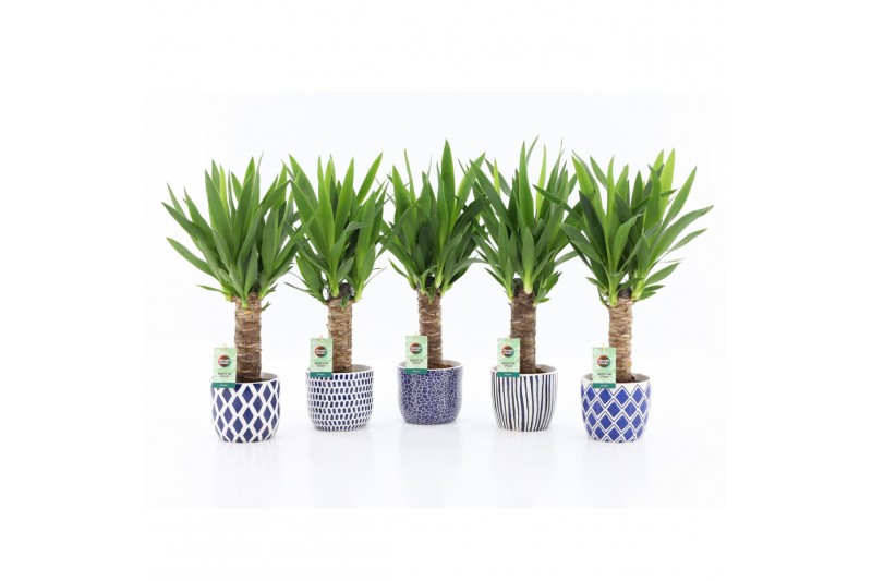 Yucca 25cm Enkel Stam, 3+ Kop - Delft-Blue Keramiek Yucca 25cm Enkel Stam, 3+ Kop - Delft-Blue Keramiek