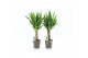 Yucca 25cm Enkel Stam, 3+ Kop - Iron Leaf 