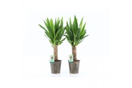 Yucca 25cm Enkel Stam, 3+ Kop - Iron Leaf