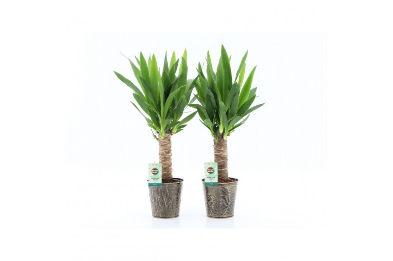 Yucca 25cm Enkel Stam, 3+ Kop - Iron Leaf Yucca 25cm Enkel Stam, 3+ Kop - Iron Leaf