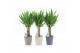 Yucca 25cm Enkel Stam, 3+ Kop - Nature Keramiek 