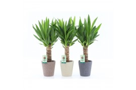 Yucca 25cm Enkel Stam, 3+ Kop - Nature Keramiek