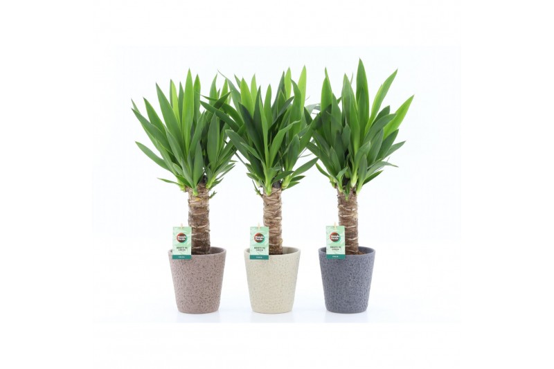 Yucca 25cm Enkel Stam, 3+ Kop - Nature Keramiek 