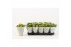 Kalanchoe rosalina amarillo yellow Catchy Season geel 