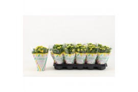 Kalanchoe rosalina amarillo yellow Catchy Season geel