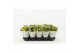 Kalanchoe rosalina amarillo yellow Catchy Season geel 