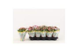 Kalanchoe rosalina don nando Catchy Season roze