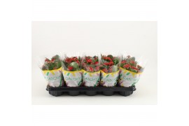 Kalanchoe rosalina don amador Catchy Season rood