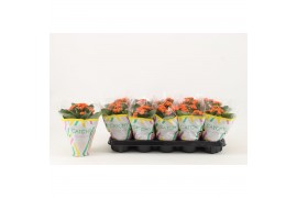 Kalanchoe perfecta orange Catchy Season oranje