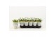 Kalanchoe calandiva whites Catchy Season White 