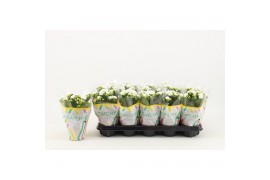 Kalanchoe calandiva whites Catchy Season White