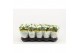 Kalanchoe calandiva whites Catchy Season White 