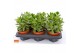 Crassula minova magic SuPure® WOODS 6gts 
