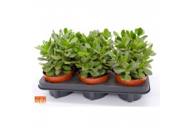 Crassula minova magic SuPure® WOODS 6gts