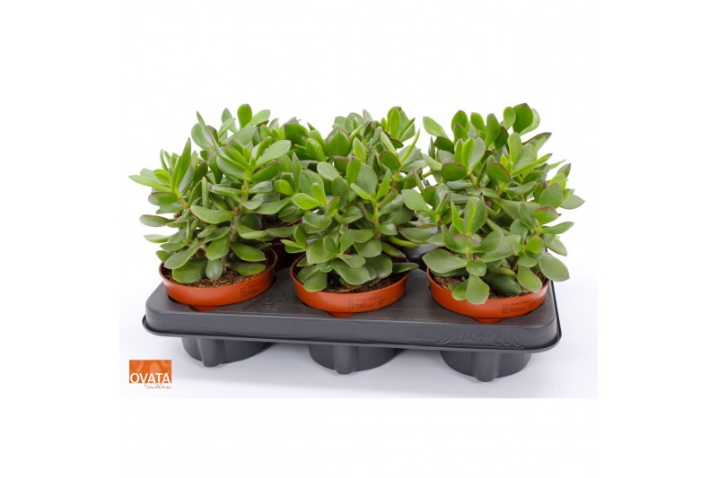 Crassula minova magic SuPure® WOODS 6gts 